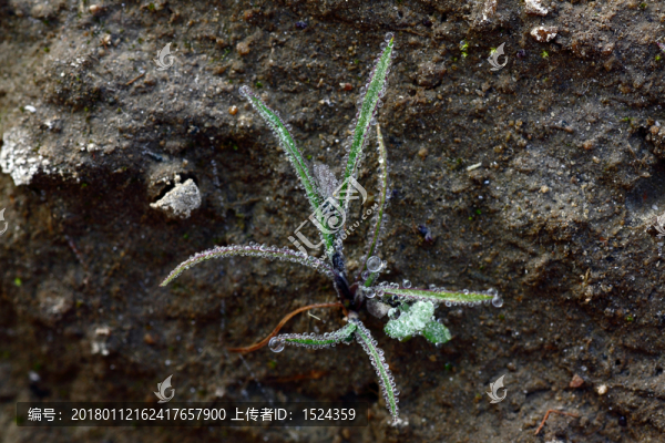 小草