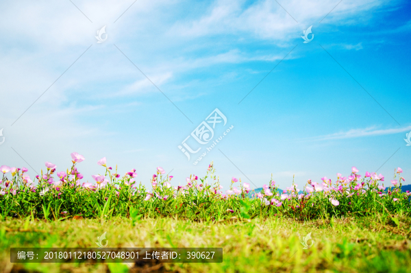 花草藍天