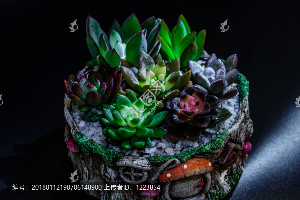 多肉植物盆栽