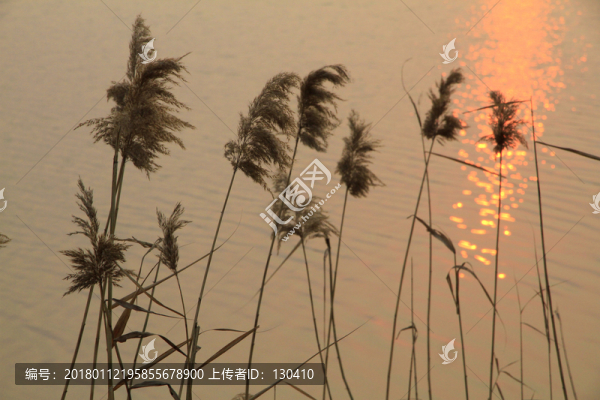 蘆葦