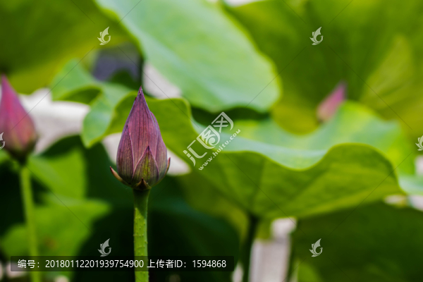 池塘荷花素材