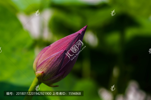池塘荷花素材