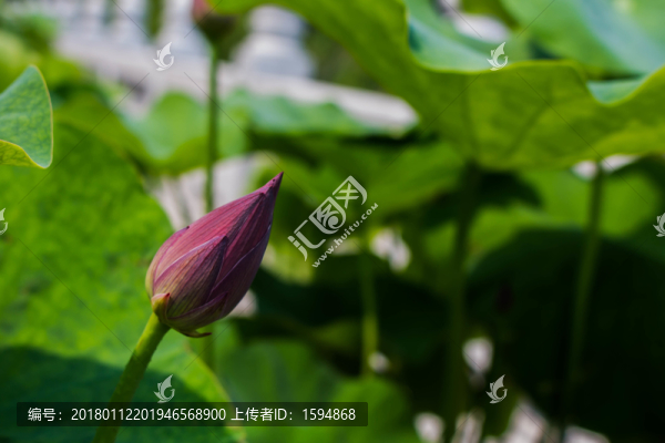 池塘荷花素材