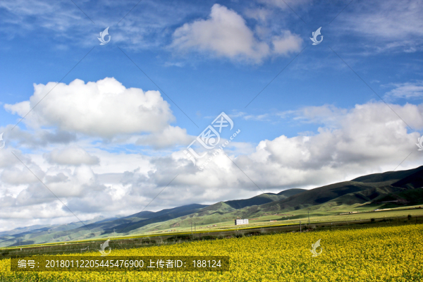 油菜花