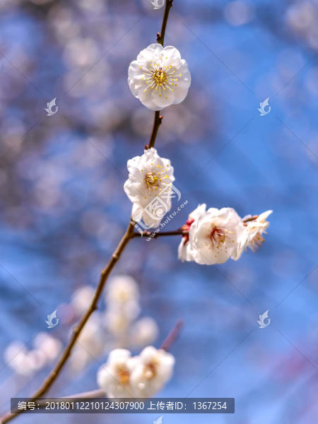 櫻花特寫,春天櫻花盛開(kāi)