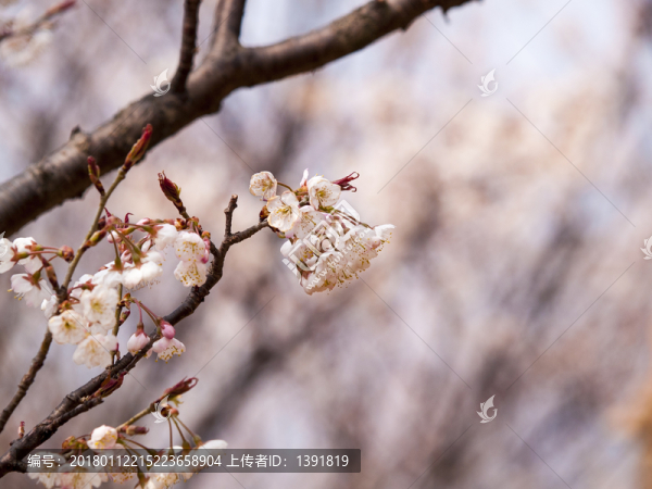 櫻桃花開