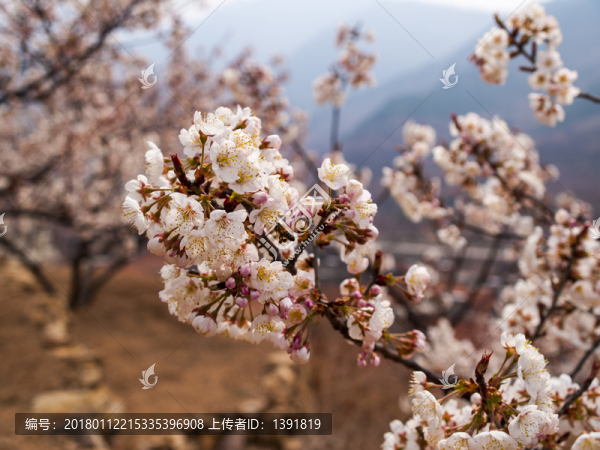 櫻桃花開