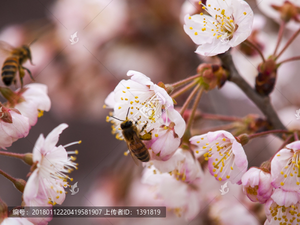 櫻桃花開