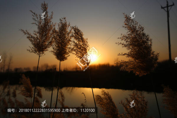 河邊蘆花