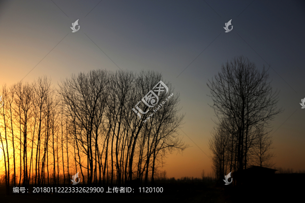 冬天黃昏時(shí)的樹(shù)木