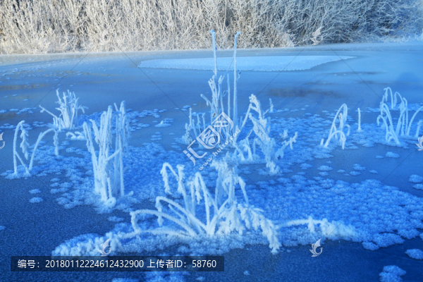 野草冰霜