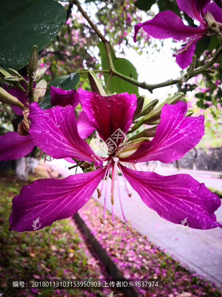 花卉