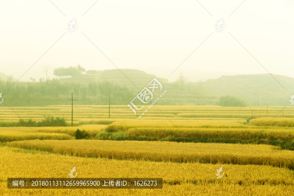 稻田