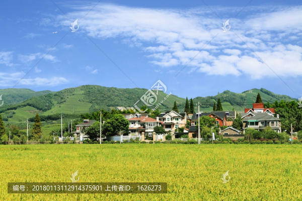 鄉(xiāng)村稻田