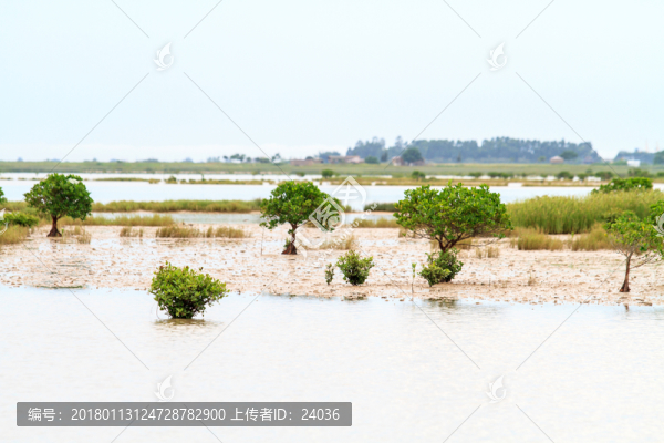 廣西北海,紅樹林