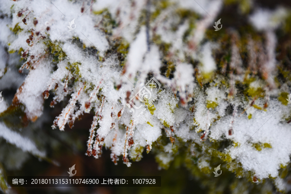 積雪下的苔蘚