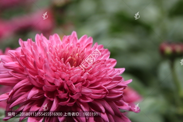 紅色菊花