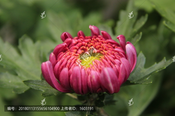 紅色菊花