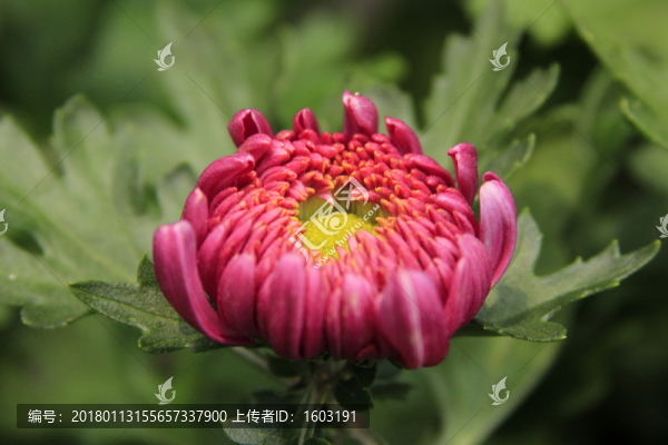 紅色菊花