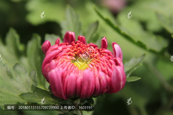 紅色菊花