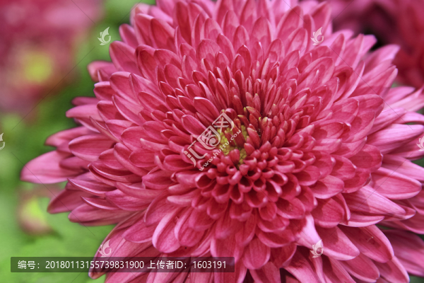 紅色菊花