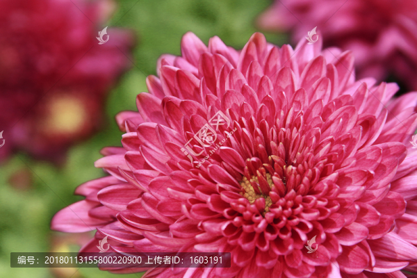 紅色菊花