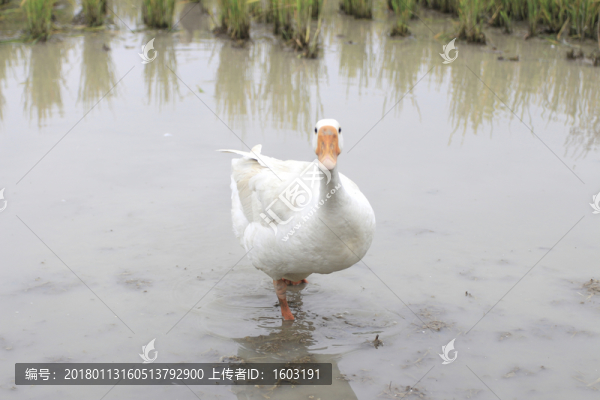 稻田,鵝,鴨子