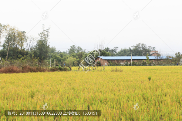 田野,水稻