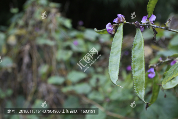 成熟扁豆