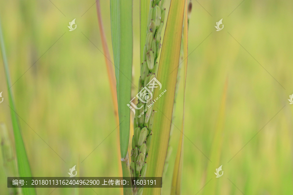 稻田稻穗