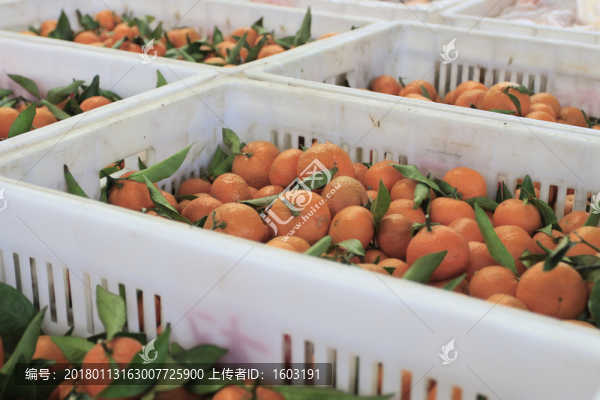 水果市場,橘子