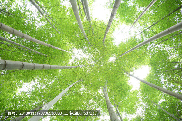 竹林竹子云棲竹徑小路