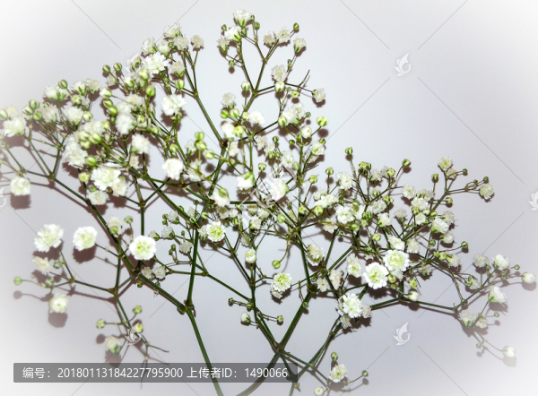 小白花裝飾圖片