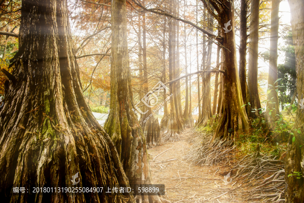 夢(mèng)幻樹林背景