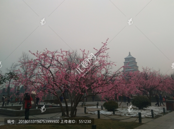 西安,大雁塔,商務(wù),,花