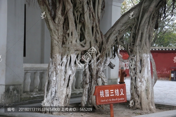 榕樹