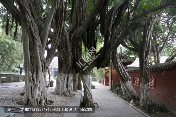 榕樹(shù)