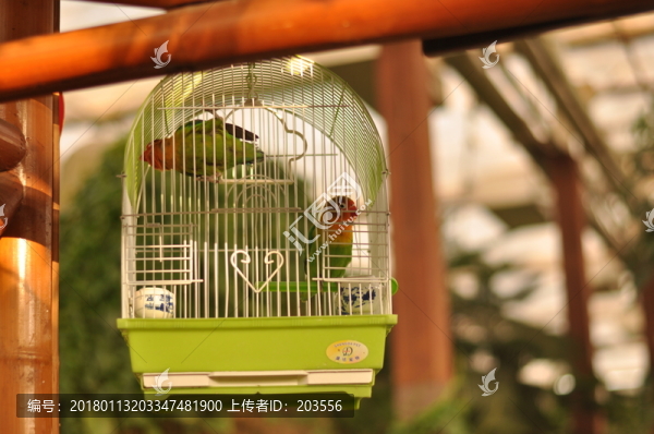 鸚鵡