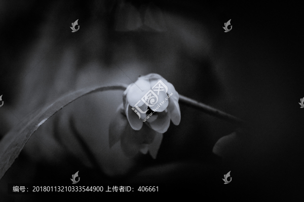 臘梅
