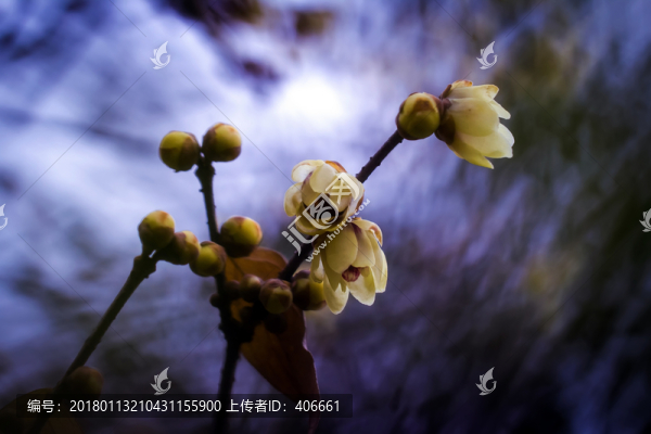 臘梅