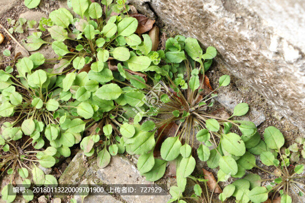 附地菜植株