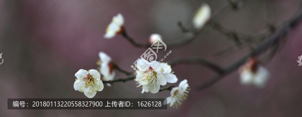 春梅