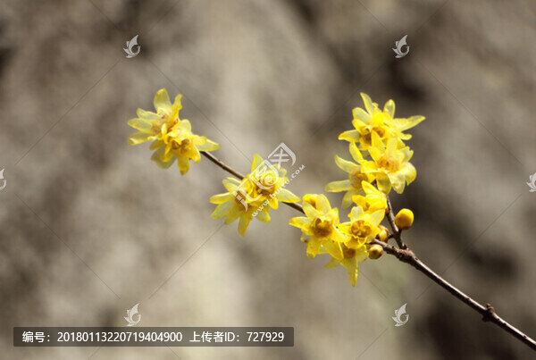 臘梅,高清