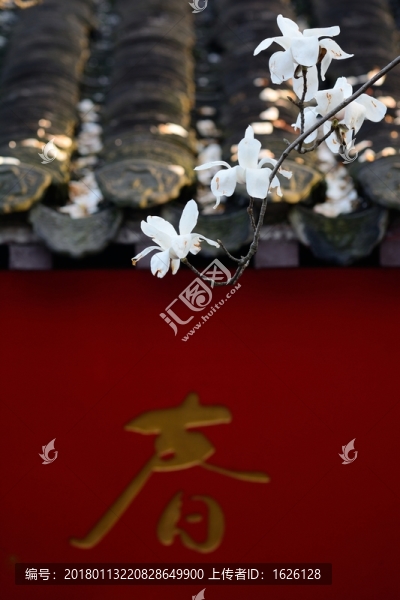 春天里的玉蘭花