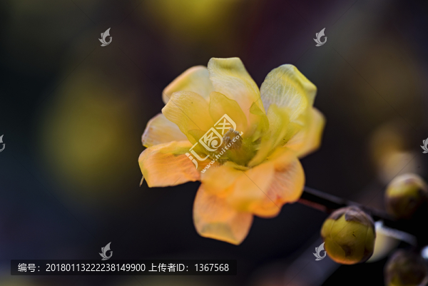 臘梅