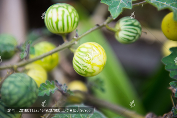 番茄,野生番茄