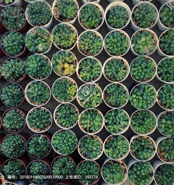 多肉植物