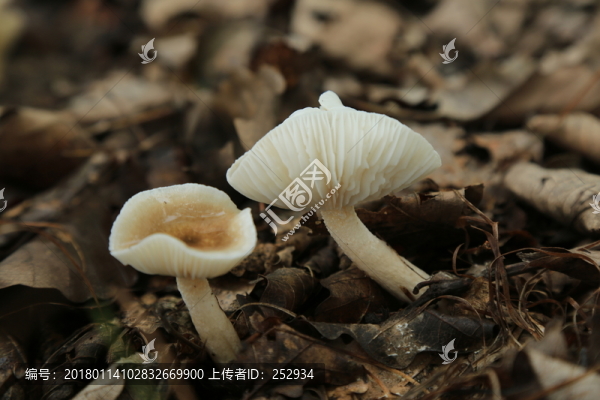 野生菌