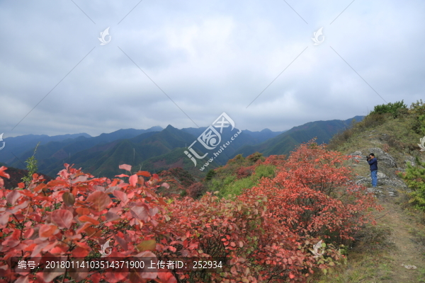 紅葉