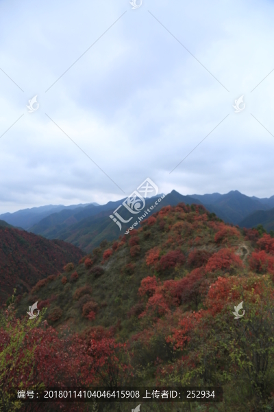 紅葉